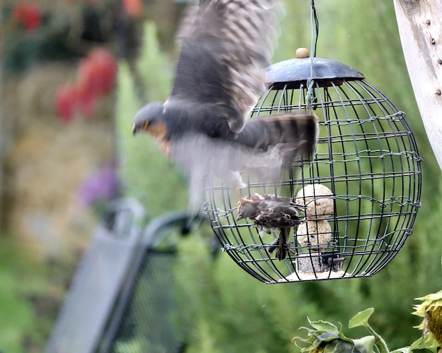 sparrowhawk catching